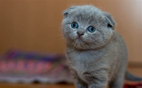 Scottish fold yavru kedi